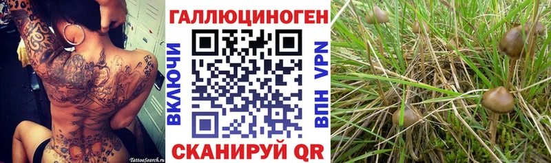 где купить наркоту Высоковск Псилоцибиновые грибы Cubensis